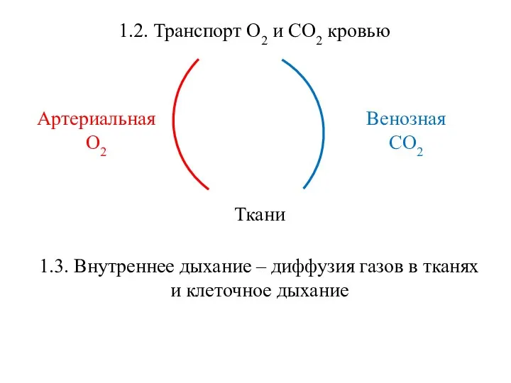 1.2. Транспорт О2 и СО2 кровью 1.3. Внутреннее дыхание – диффузия