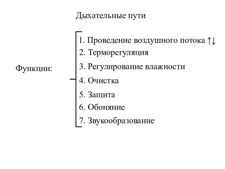 Дыхательные пути Функции: 1. Проведение воздушного потока ↑↓ 2. Терморегуляция 3.