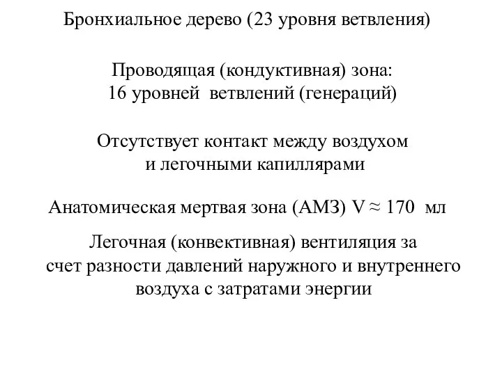 Бронхиальное дерево (23 уровня ветвления) Проводящая (кондуктивная) зона: 16 уровней ветвлений