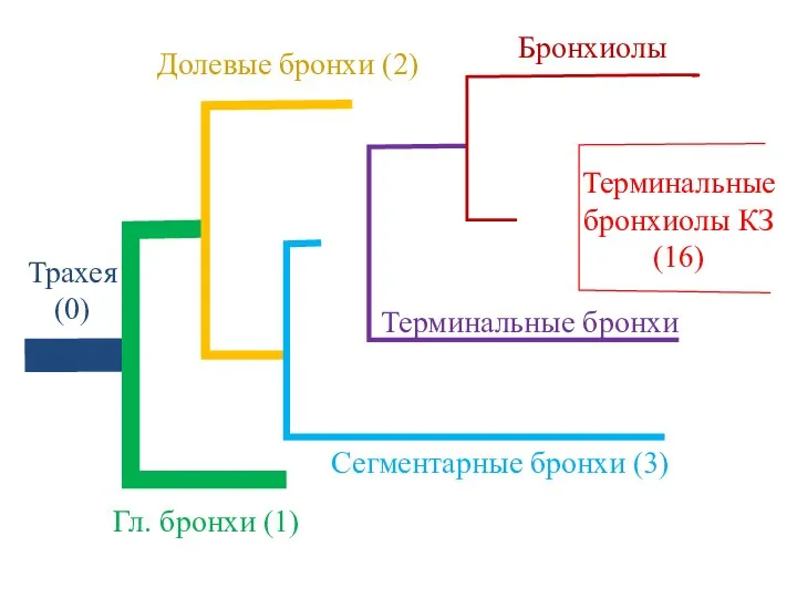 Трахея (0) Гл. бронхи (1) Долевые бронхи (2) Сегментарные бронхи (3)