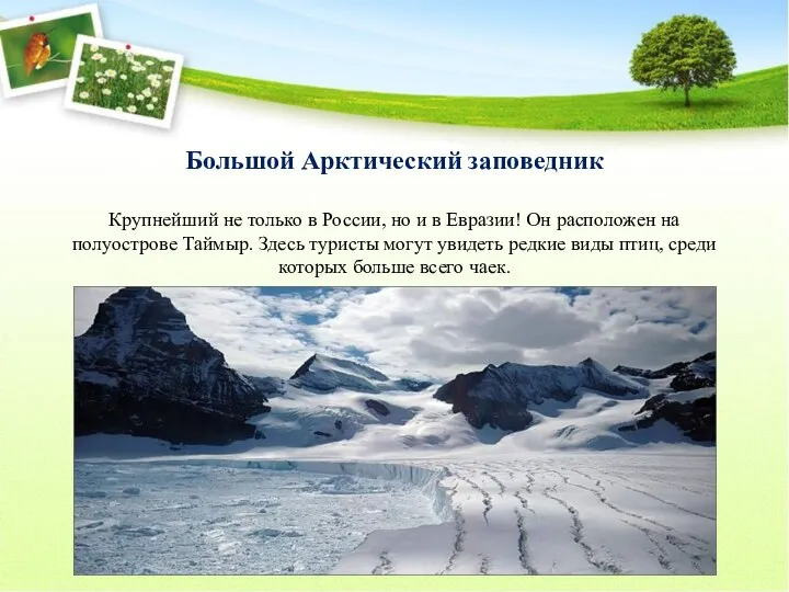 Большой Арктический заповедник Крупнейший не только в России, но и в