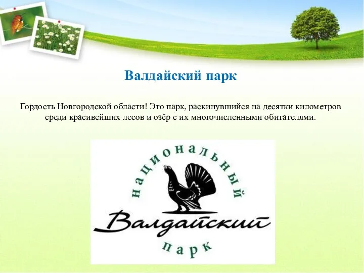 Валдайский парк Гордость Новгородской области! Это парк, раскинувшийся на десятки километров