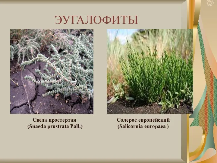 ЭУГАЛОФИТЫ Солерос европейский (Salicornia europaea ) Сведа простертая (Suaeda prostrata Pall.)