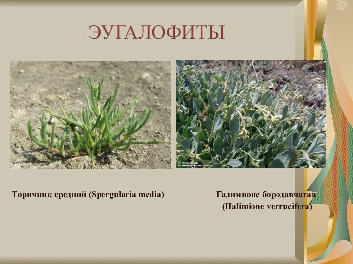 ЭУГАЛОФИТЫ Галимионе бородавчатая (Halimione verrucifera) Торичник средний (Spergularia media)