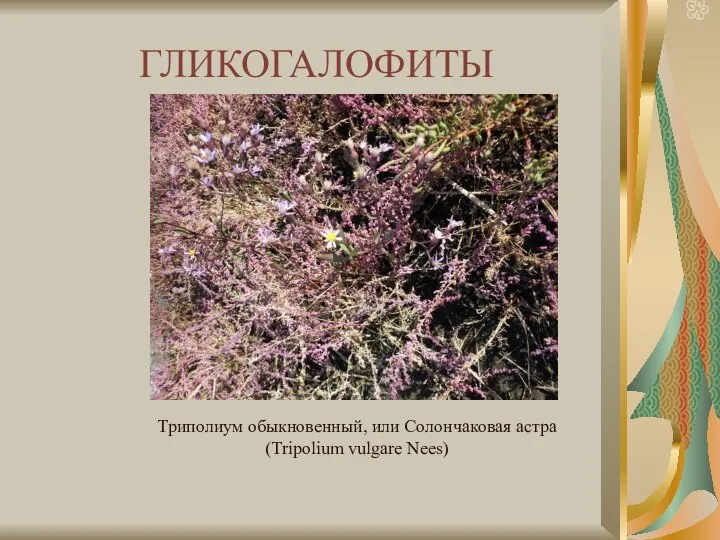 ГЛИКОГАЛОФИТЫ Триполиум обыкновенный, или Солончаковая астра (Tripolium vulgare Nees)