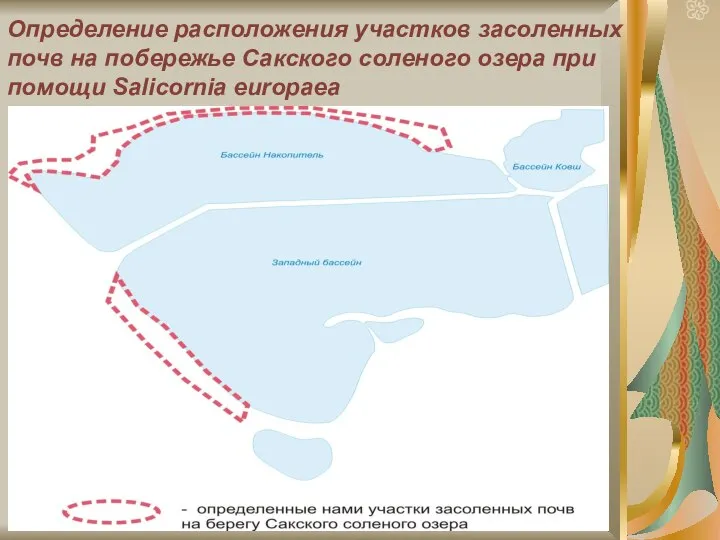 Определение расположения участков засоленных почв на побережье Сакского соленого озера при помощи Salicornia europaea