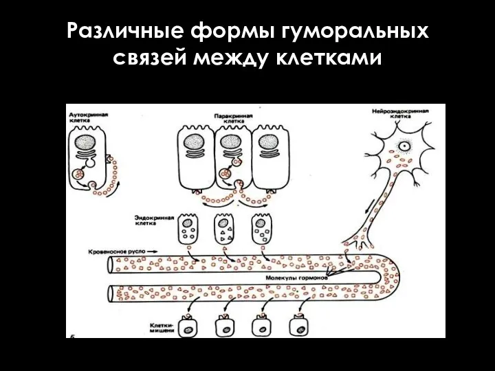 Различные формы гуморальных связей между клетками