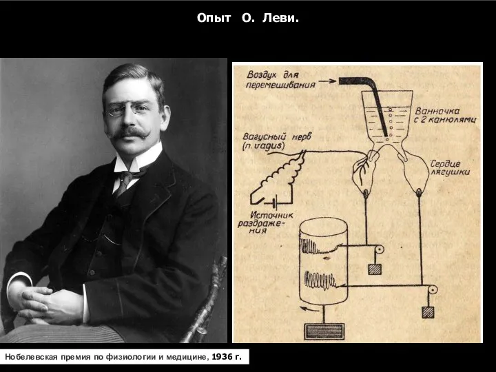 Опыт О. Леви. Нобелевская премия по физиологии и медицине, Нобелевская премия