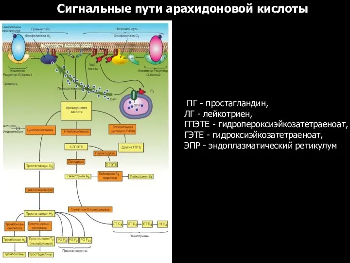 Сигнальные пути арахидоновой кислоты ПГ - простагландин, ЛГ - лейкотриен, ГПЭТЕ