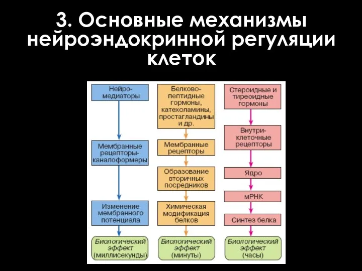 3. Основные механизмы нейроэндокринной регуляции клеток