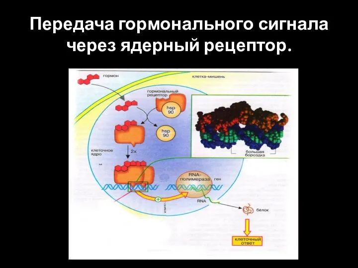 Передача гормонального сигнала через ядерный рецептор.