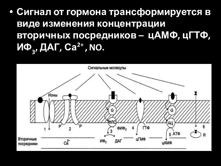 Сигнал от гормона трансформируется в виде изменения концентрации вторичных посредников –