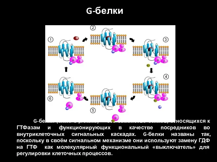 G-белки (англ. G proteins) — это семейство белков, относящихся к ГТФазам