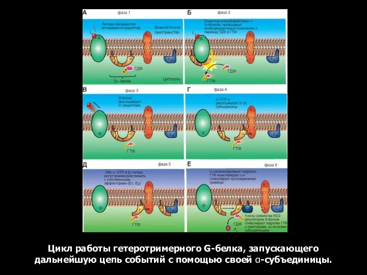 Цикл работы гетеротримерного G-белка, запускающего дальнейшую цепь событий с помощью своей α-субъединицы.