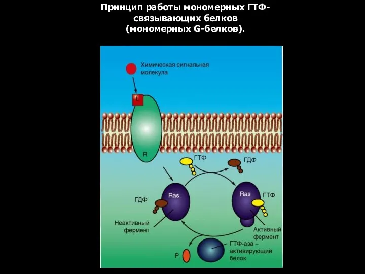 Принцип работы мономерных ГТФ-связывающих белков (мономерных G-белков).