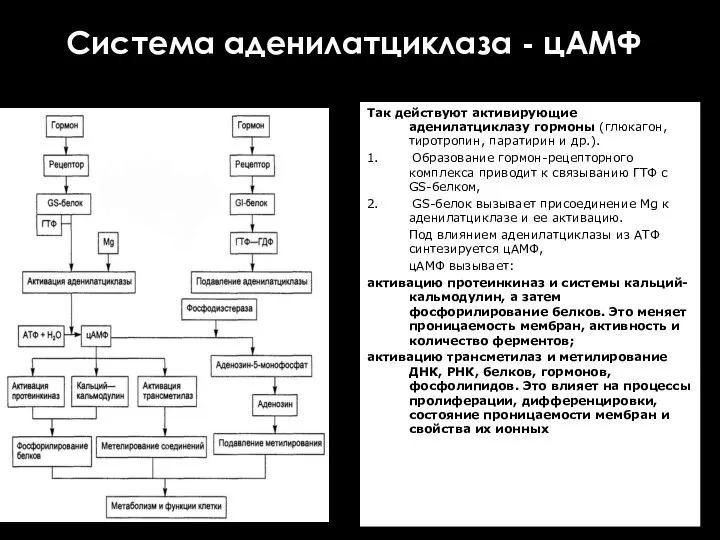 Система аденилатциклаза - цАМФ Так действуют активирующие аденилатциклазу гормоны (глюкагон, тиротропин,