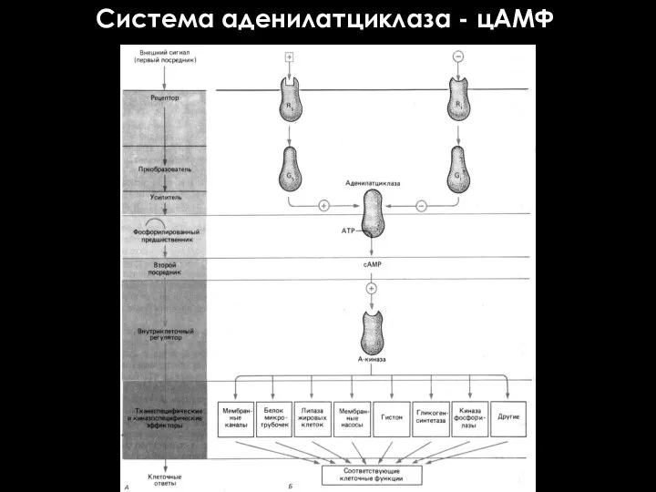 Система аденилатциклаза - цАМФ