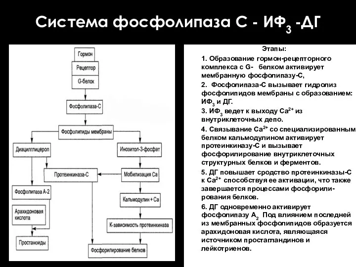 Система фосфолипаза С - ИФ3 -ДГ Этапы: 1. Образование гормон-рецепторного комплекса