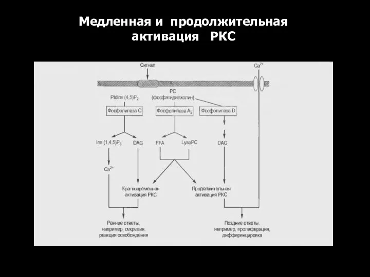 Медленная и продолжительная активация РКC