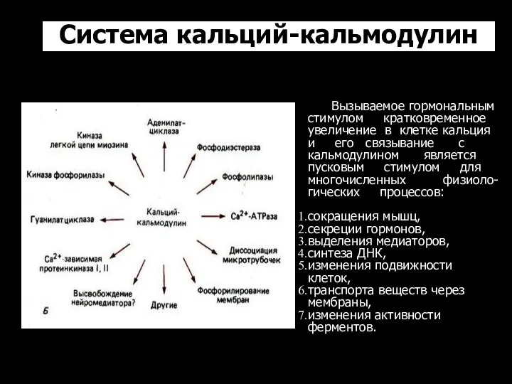 Система кальций-кальмодулин Вызываемое гормональным стимулом кратковременное увеличение в клетке кальция и