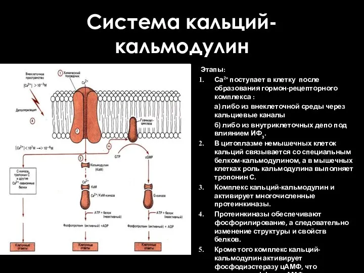 Система кальций-кальмодулин Этапы: Са2+ поступает в клетку после образования гормон-рецепторного комплекса