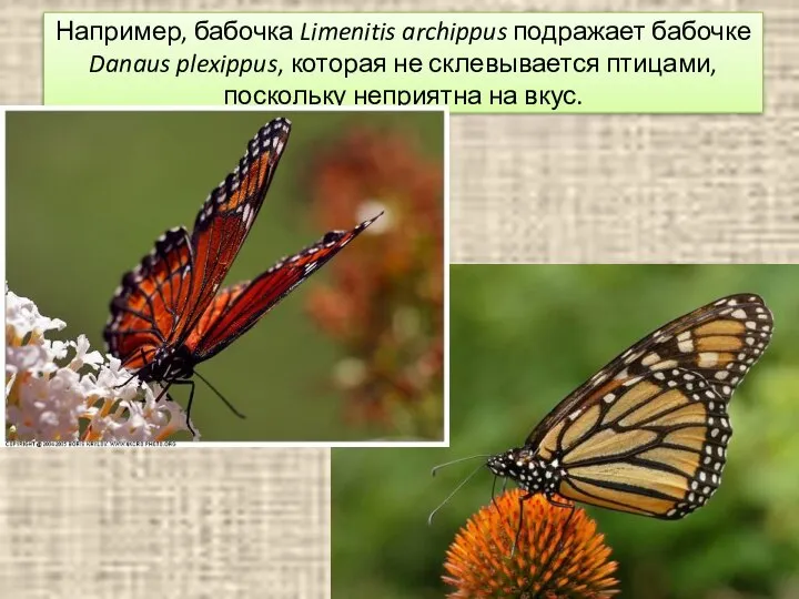 Например, бабочка Limenitis archippus подражает бабочке Danaus plexippus, которая не склевывается птицами, поскольку неприятна на вкус.