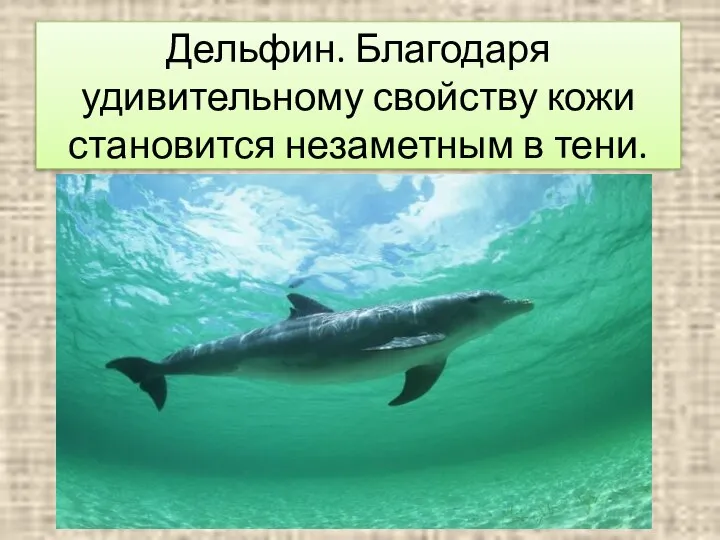 Дельфин. Благодаря удивительному свойству кожи становится незаметным в тени.