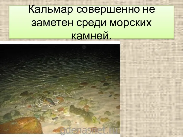 Кальмар совершенно не заметен среди морских камней.