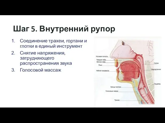 Шаг 5. Внутренний рупор Соединение трахеи, гортани и глотки в единый