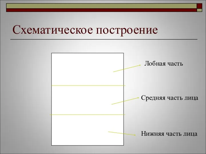 Схематическое построение Лобная часть Носовая часть Носовая часть Средняя часть лица Нижняя часть лица