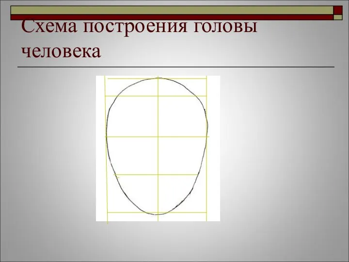 Схема построения головы человека