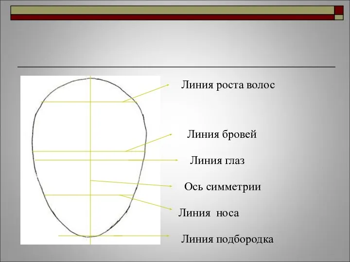 Ось симметрии Линия роста волос Линия бровей Линия глаз Линия носа Линия подбородка