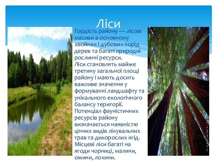 Гордість району — лісові масиви в основному хвойних і дубових порід