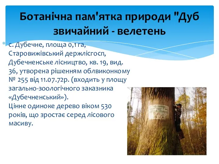 с. Дубечне, площа 0,1 га, Старовижівський держлісгосп, Дубечненське лісництво, кв. 19,