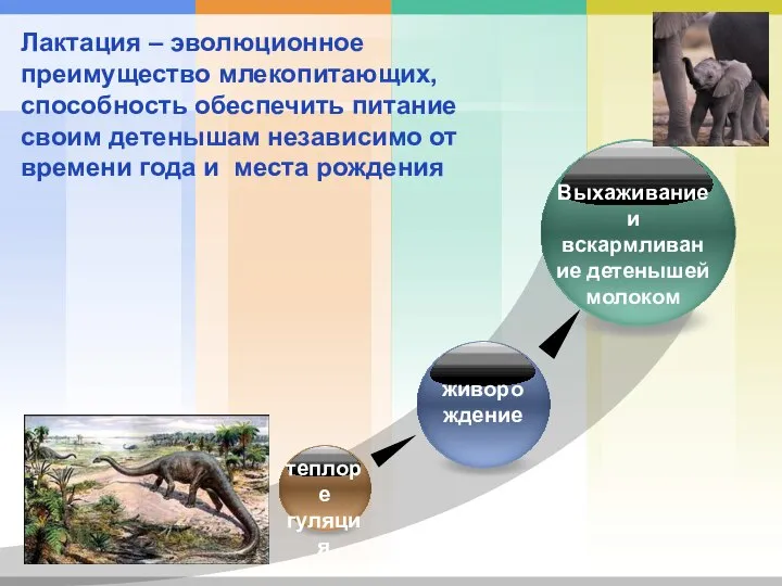 Лактация – эволюционное преимущество млекопитающих, способность обеспечить питание своим детенышам независимо