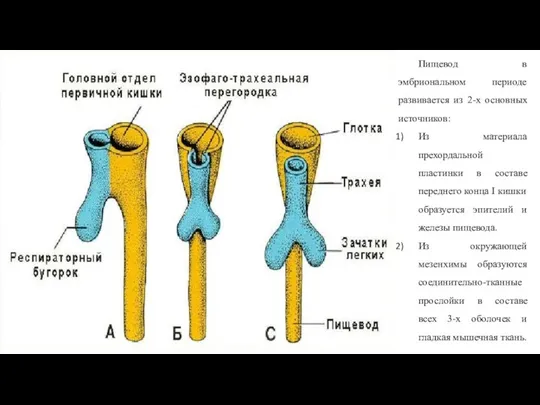 Пищевод в эмбриональном периоде развивается из 2-х основных источников: Из материала