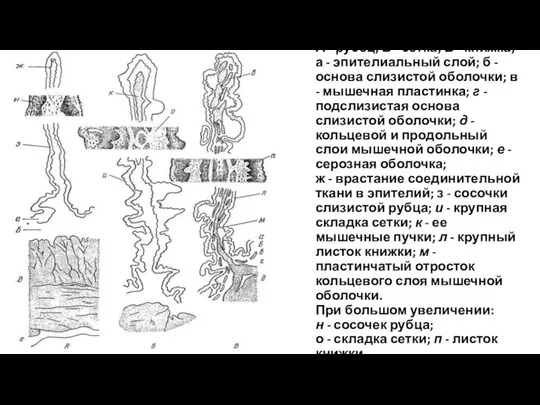 А - рубец; Б - сетка; В - книжка; а -