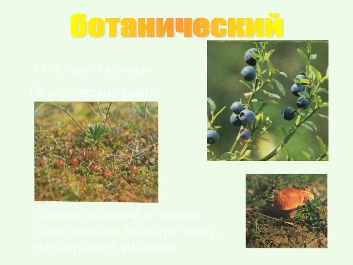 ботанический 17. Южно-таежный Тегульдетский район Список растений и грибов, Занесенных в Красную книгу, Насчитывает 99 видов.