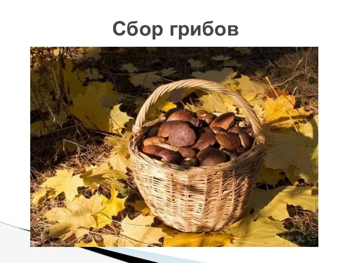 Сбор грибов