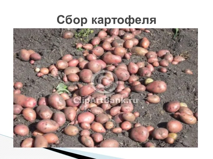 Сбор картофеля