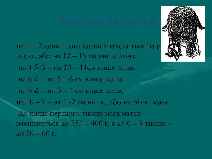 Інволюція матки на 1 – 2 день – дно матки знаходиться