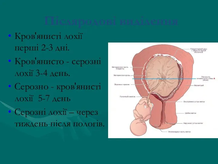 Післяродові виділення Кров'янисті лохії перші 2-3 дні. Кров'янисто - серозні лохії