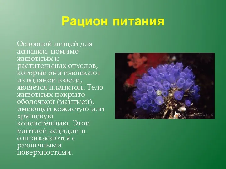 Рацион питания Основной пищей для асцидий, помимо животных и растительных отходов,