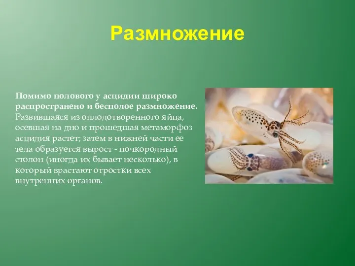 Размножение Помимо полового у асцидии широко распространено и бесполое размножение. Развившаяся