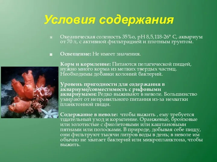 Условия содержания Океаническая соленость 35%о, рН 8,5,118-26° С, аквариум от 70