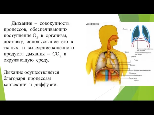 Дыхание – совокупность процессов, обеспечивающих поступление О2 в организм, доставку, использование