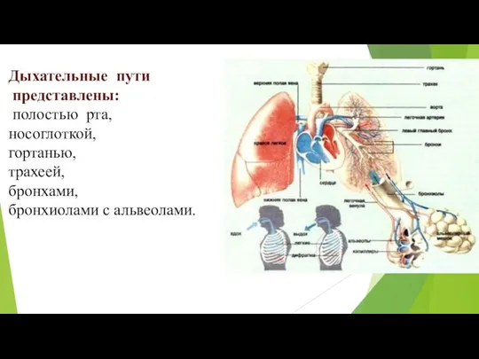 Дыхательные пути представлены: полостью рта, носоглоткой, гортанью, трахеей, бронхами, бронхиолами с альвеолами.