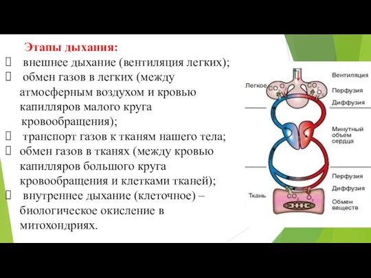 Этапы дыхания: внешнее дыхание (вентиляция легких); обмен газов в легких (между