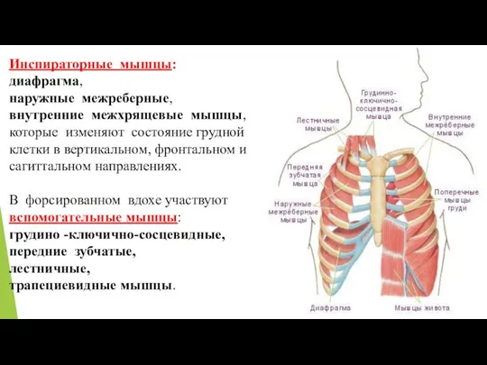 Инспираторные мышцы: диафрагма, наружные межреберные, внутренние межхрящевые мышцы, которые изменяют состояние