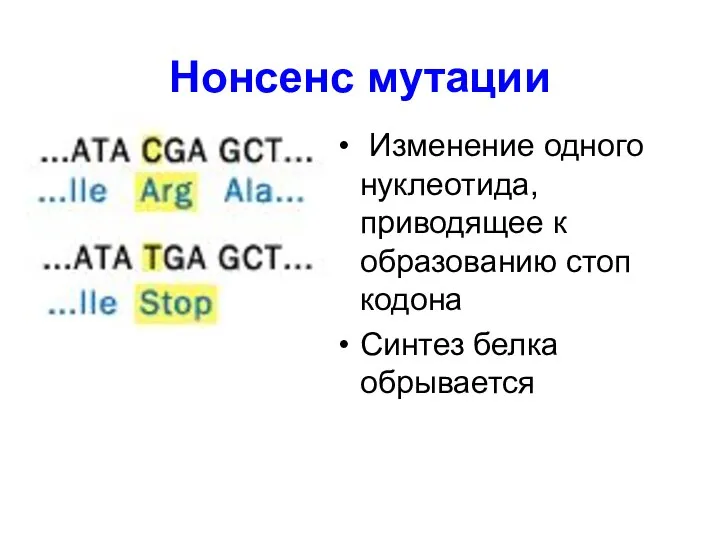 Нонсенс мутации Изменение одного нуклеотида, приводящее к образованию стоп кодона Синтез белка обрывается